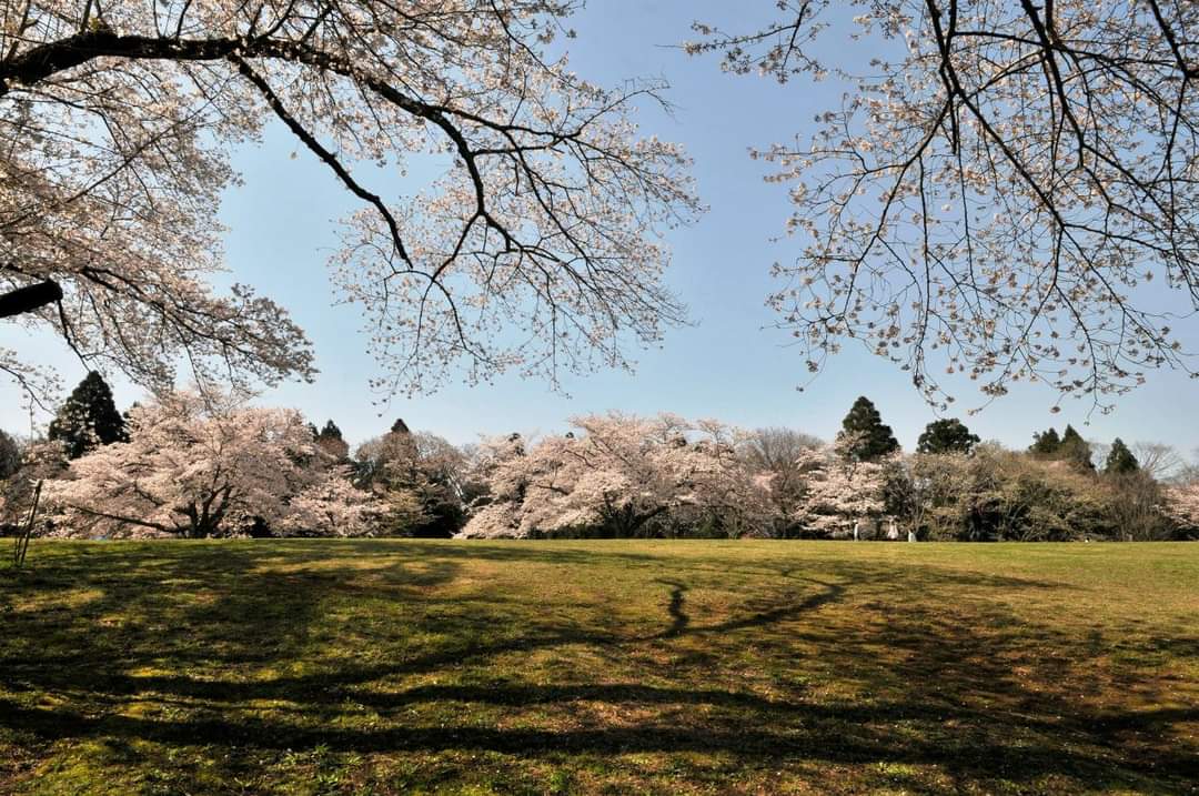 Naoyuki Watanabe 千葉市泉自然公園の桜 多くの方が楽しんでいました 千葉市泉自然公園 満開の桜