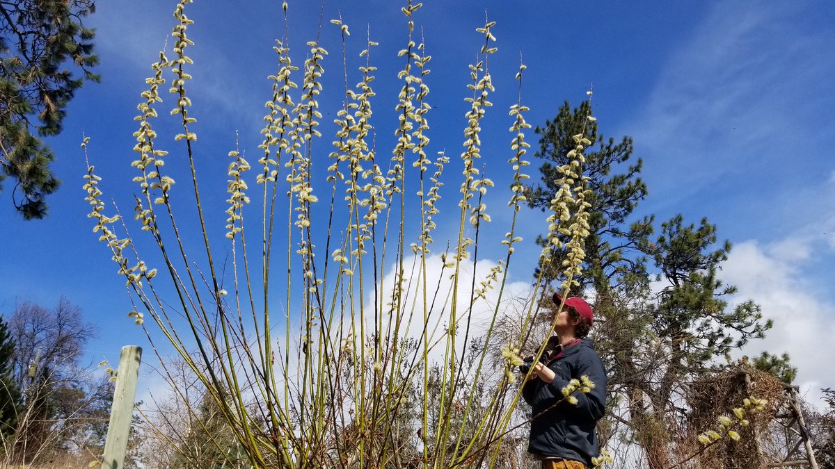 DrChandraLa's tweet photo. Today we did some #springfieldwork, setting #SWD traps to track native and naturalized Drosophila phenology and abundance w. @_earley_bird_ - and found our Oregon grape trap site had been weed wacked π± #flies #flies #moreflies also π https://t.co/pQUned8VpS