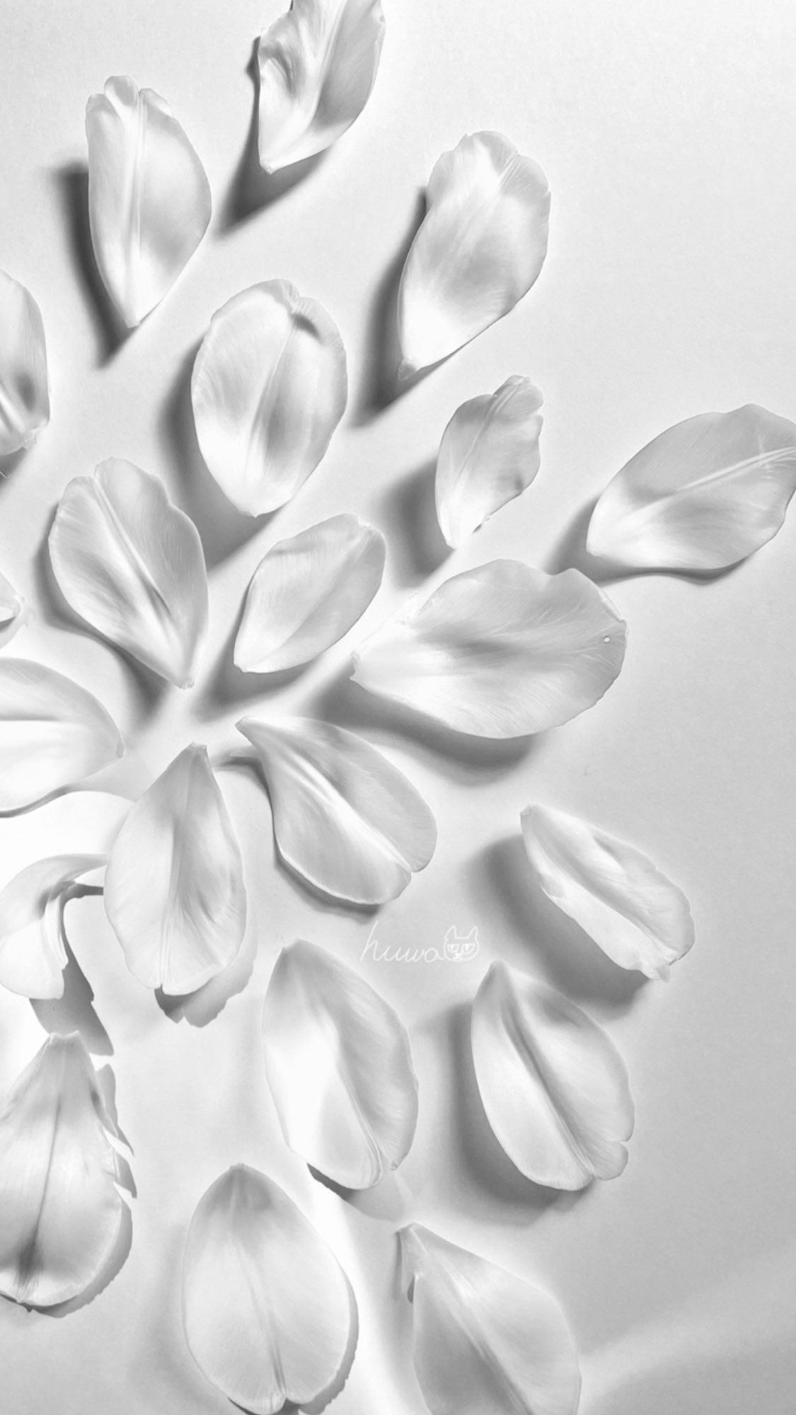 ふわ 低浮上 チューリップの花弁 モノクロもいい感じ 切り花のチューリップが広がってきたので押し花にしてみようかな と思って スマホ用の壁紙として個人的な使用はokです 再配布はng 壁紙配布 待ち受けにどうぞ T Co Ifzsmvxnm2