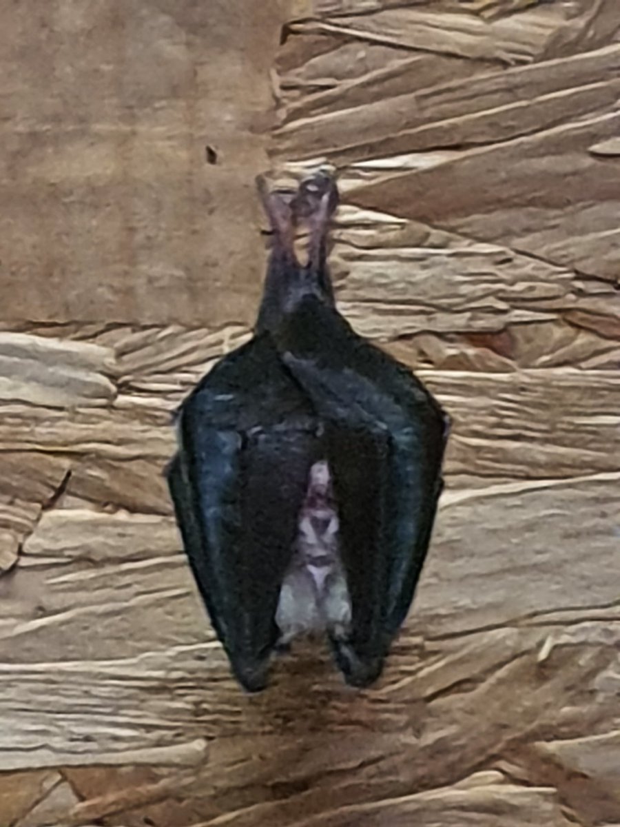 IrishRainforest's tweet photo. Delighted to see that the lesser horseshoe bat colony has begun to return to its summer roost in the shed.
They've increased in number from about 14 when they first arrived 7 years ago to over 50 last summer, and do a brilliant job of keeping the local midges under control! https://t.co/R1N1uE6Y7p
