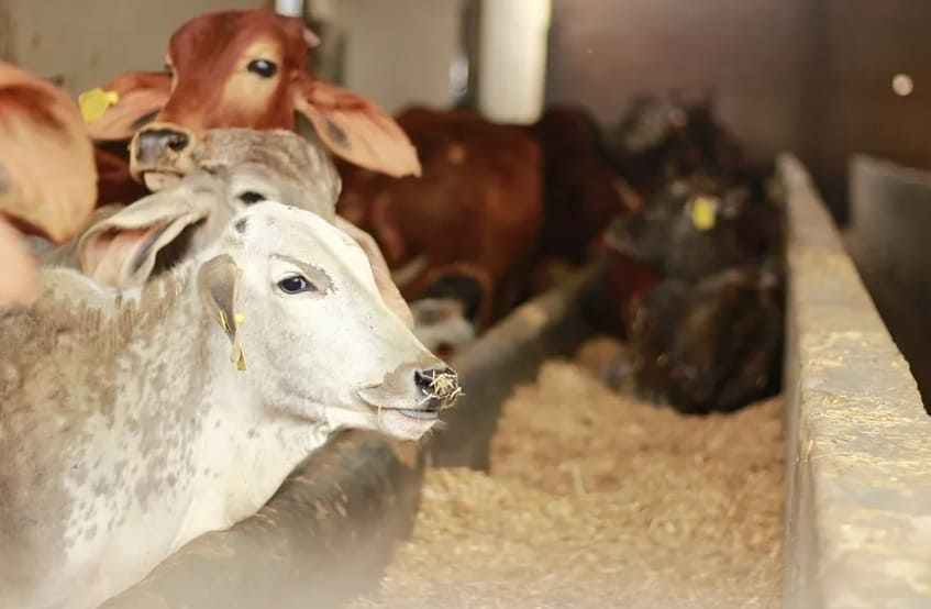 ShreeDesi's tweet photo. गौ को प्रणाम करने से – धर्म, अर्थ, काम और मोक्ष इन चारो की प्राप्ति होती है.
#desigaurakshashala #kamdhenu #gaurakshak #gauparivar #shreekrishnayan #maa #om #desicows #iskcon #indiecow #cows #culf #instagood #hindufacts #followme #nature https://t.co/6XzRP74pme