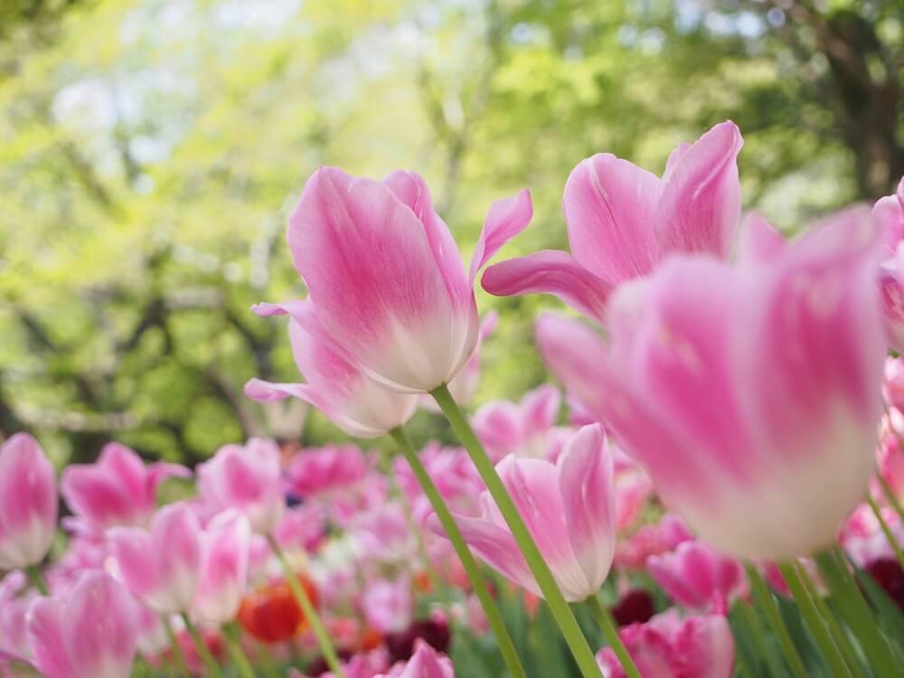 Mari マリ Hi チューリップ 花を贈る時 気になる花言葉 本数別の花言葉 1本 あなたが運命の人 3本 愛している 12本 恋人 奥さん になって 15本 ごめんなさい 16本 不安な愛 17本 絶望の愛 99本 永遠の愛 108本 結婚して下ださい