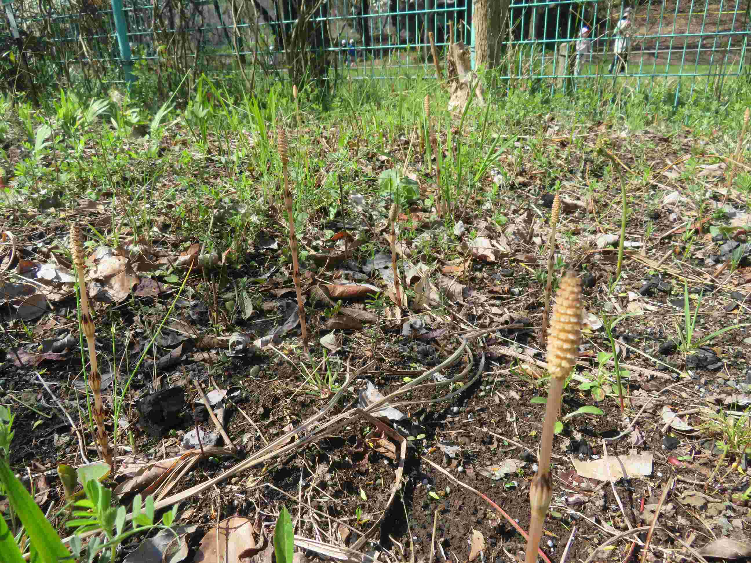 調布市 野草園の花情報 野草園では ツクシ 土筆 が見ごろです 日本に生育するトクサ類では最も小柄で 浅い地下に地下茎を伸ばしてよく繁茂します 花言葉の 向上心 は 天に向かってすくすくと伸びることに由来するといわれます 他に 意外