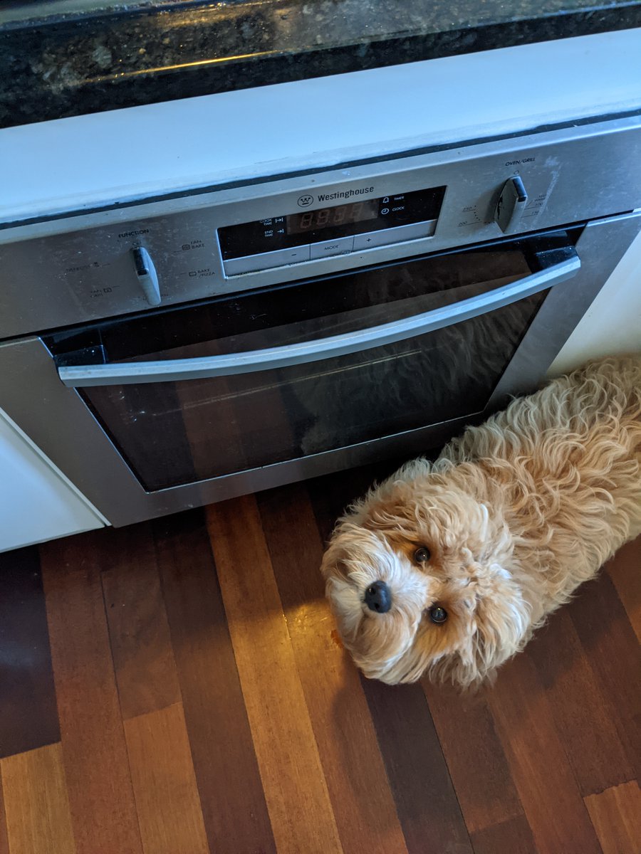 Wanna know what happens to dogs that pester me in the kitchen?