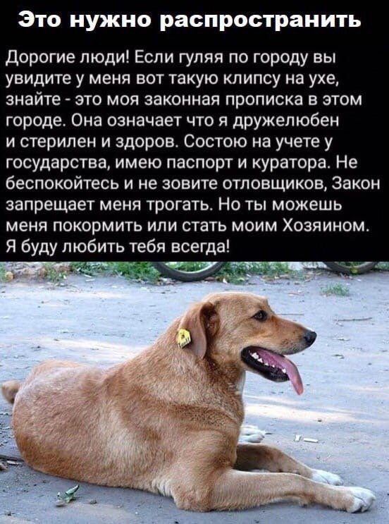animals_13's tweet image. Это нужно распространять
#Мордовия #помощьбездомнымживотным