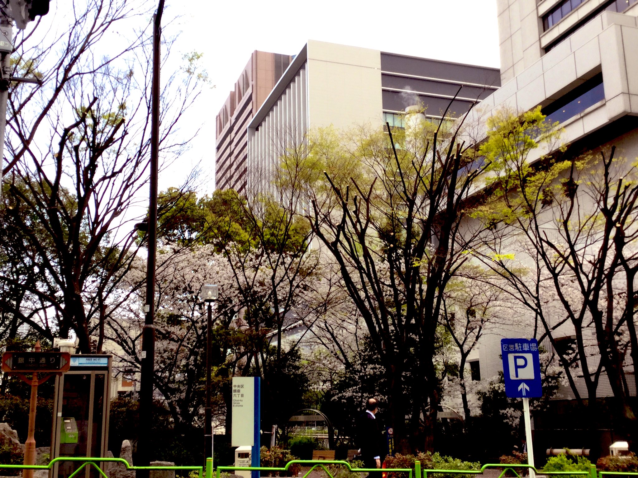 日野まり 仕事で通りかかった 新橋演舞場の桜 咲いてるね 春だね わたしはうっかり冬コートだねえ 暑いです 間違えました