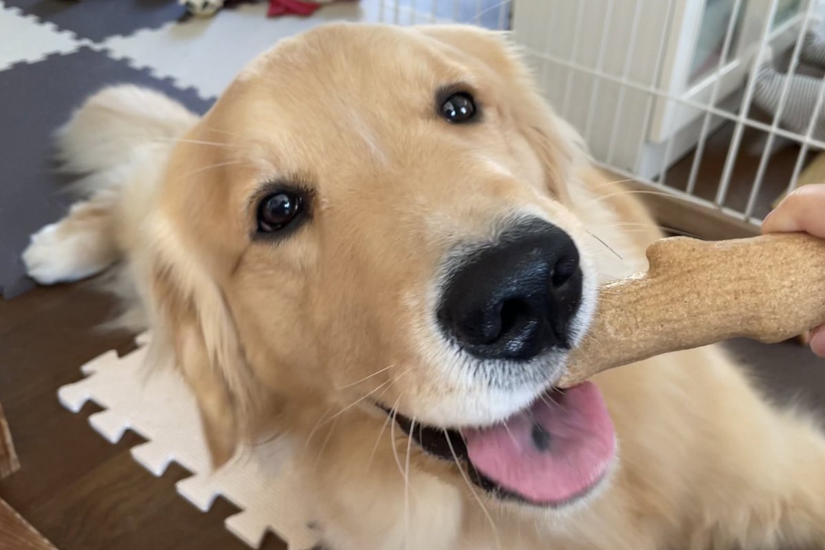 にっこり え 睡眠中の愛犬が痙攣してるんだけど 動物病院に聞いた結果がこちら