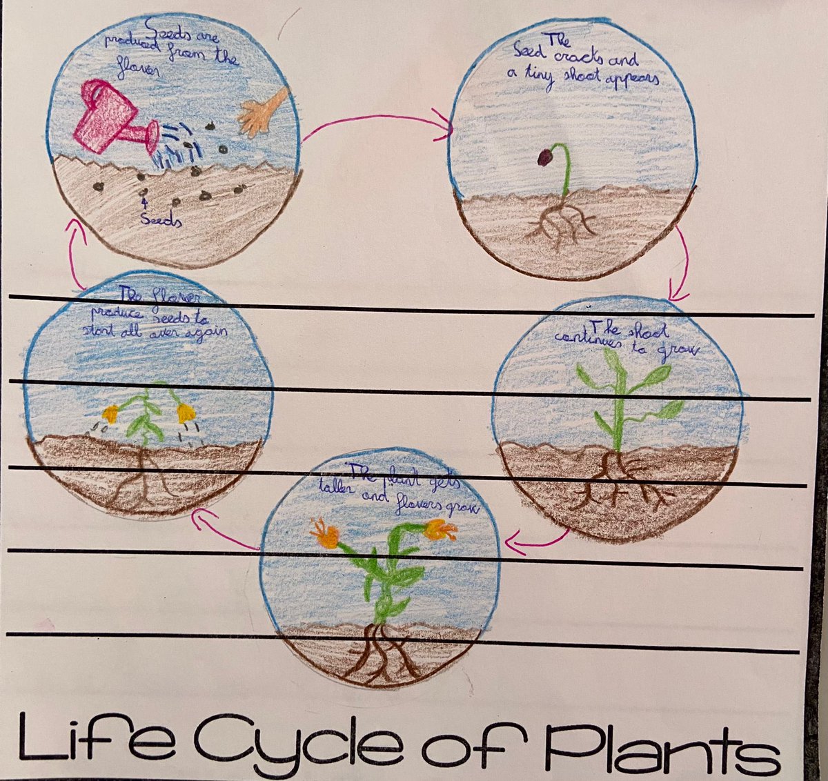 AgusEnglish's tweet photo. In year 4 we learn about the needs, parts and life cycle of plants with a flap book! 🌱 🌱 Well done!! #EnglishIsFun https://t.co/BeOZHlOiDV