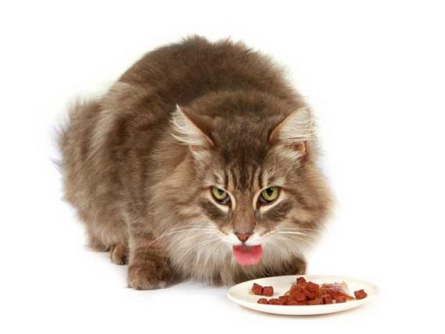 BengalsMeggy's tweet photo. #TwitterIsLikeA can of cat food. Until you actually open it, you don't know if you'll like it or not. #CatsOfTwitter https://t.co/YfqHCqQ87x