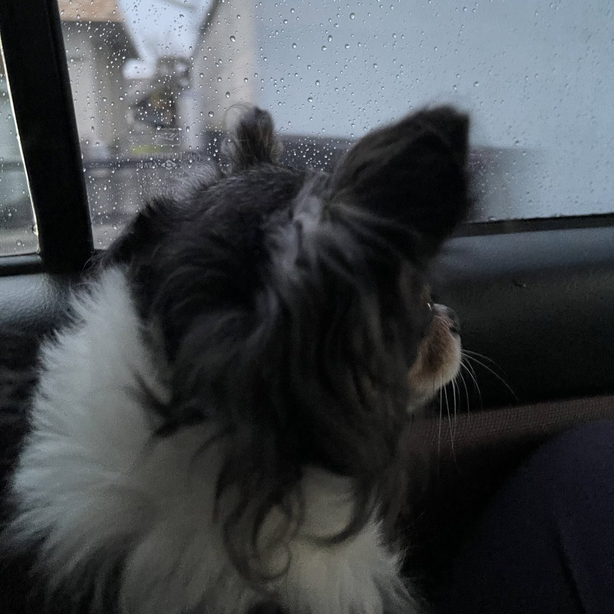 _____MINMI7's tweet photo. ぽー集
最近は車にハマっています https://t.co/yGOYv0quTB