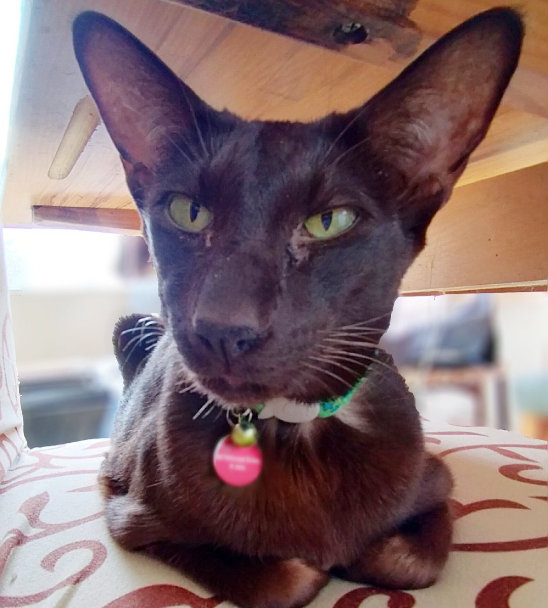 Cocoa_Kat's tweet photo. Cocoa is very sick with Pancreatitis. Lots of vet visits, tests &amp; regular fluid hydration. He's having a ultrasound scan Tues. We have a fundraiser for him on kofi or can u share this tweet please. It's really appreciated https://t.co/6Wf2G0yAqb
#CatsOfTwitter
#cats #fundraising https://t.co/oUwJIBMznO