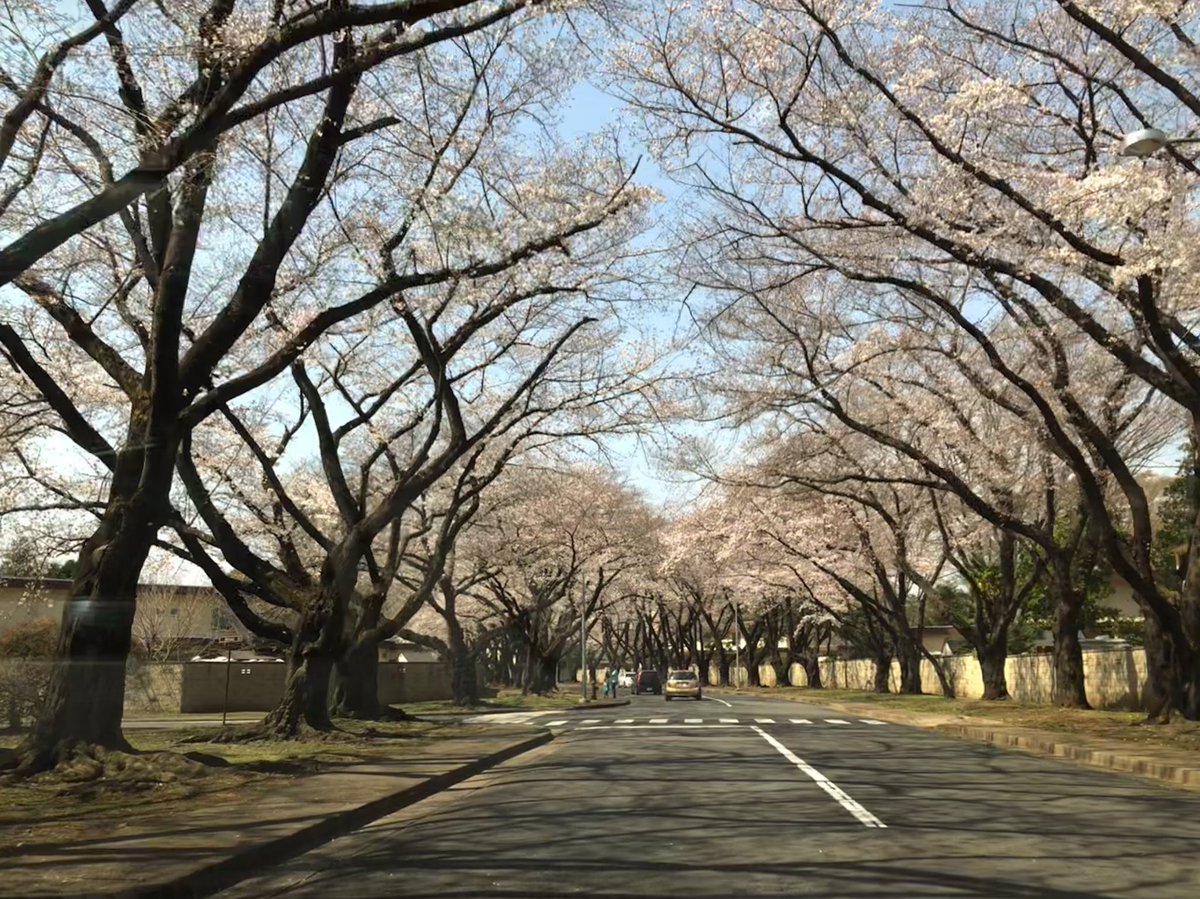 Time flies, pandemics happen, but cherry blossom season still looks good on Yokota Air Base. 😍 🌸 #Japan #SakuraSeason