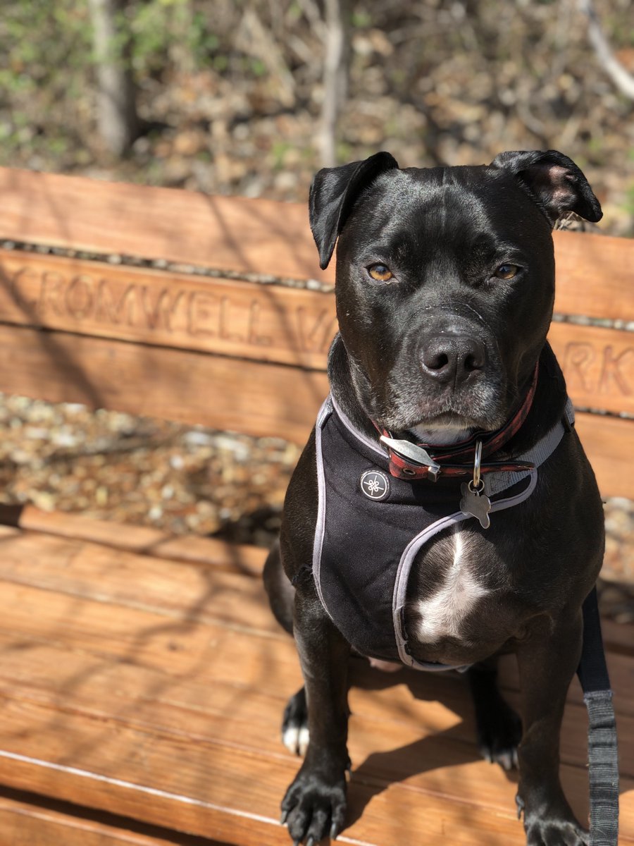 traitify's tweet photo. Meet Rogue
Found on the streets of Baltimore by @24framelover when we moved offices, this 7-year-old Pitbull defined resilience. After 2 CCL surgeries, she's stronger than ever. And thank her high agreeableness for surviving with 3 cat siblings.
#traitify #petswithpersonality https://t.co/T9wXmNtmbb
