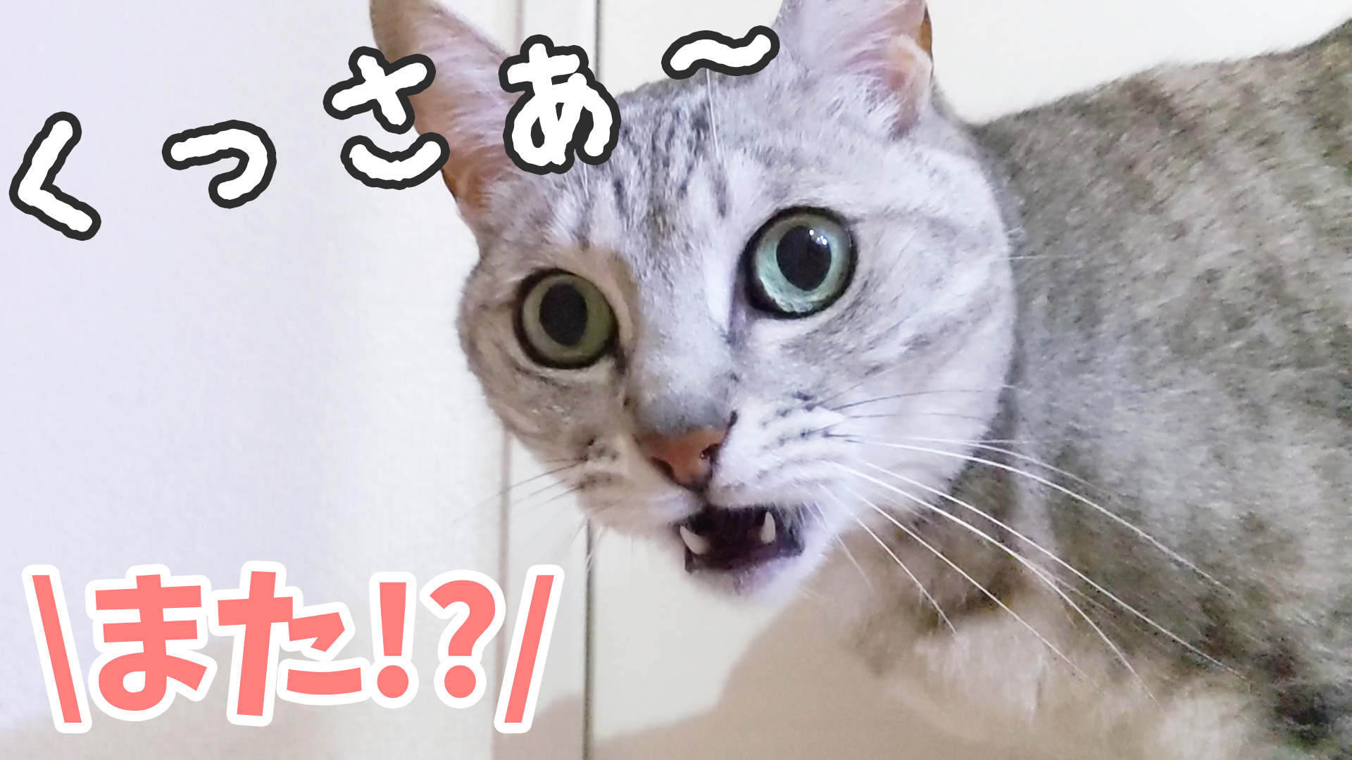 ねこほうママ Twitter இல உள ள ர 今日の動画です 甘えてたらクッサーなポイントをたくさん発見してしまう猫ｗ おもしろすぎるのでぜひ見てください T Co Mtj2d7p6h0 猫 フレーメン反応 Youtube T Co Bwuusebxps Twitter