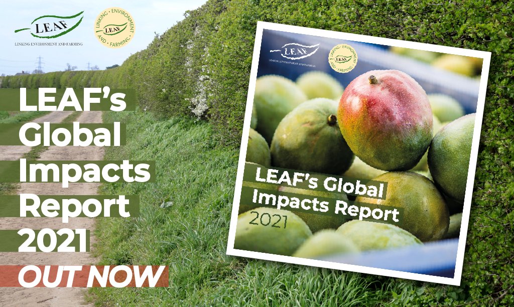 LEAF_Farming's tweet photo. Our 2021 Global Impacts Report is live 🚀🍾🥳🎉🥂

🥕45% UK's fruit &amp; veg #LEAFMarque certified
🌍21 countries with #LEAFMarque growers
⚡️67% have renewable energy generation
🚜42% measure #soilorganicmatter
🌳39% using #carbon footprint tool

👉https://t.co/lqSnwVrK4c https://t.co/oRgNHf4rmC
