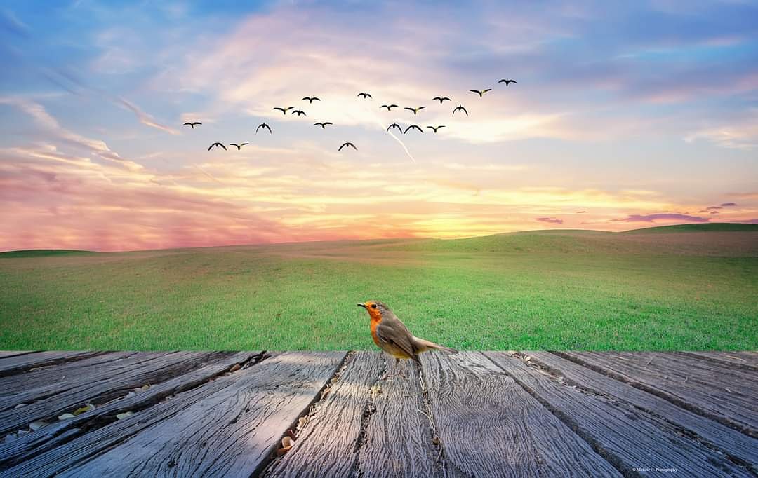 MicheleHeger's tweet photo. Signs of #spring 
. A beautiful #sunrise
#photographyisart #photographyislife #NaturePhotography #mothernature https://t.co/0UNEgzgt8Z