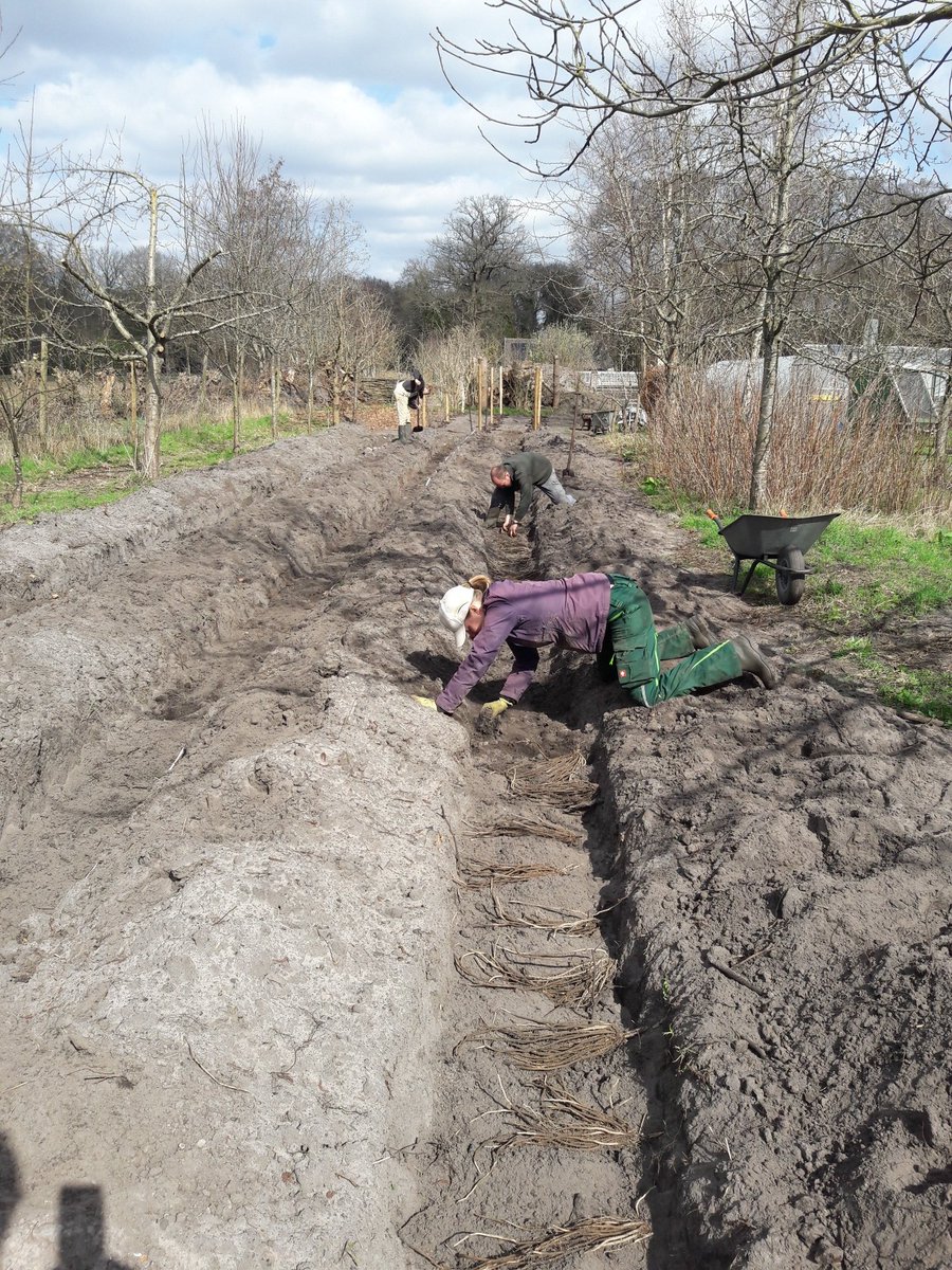 We zijn nieuwe biologische asperges aan het planten. We hebben eerst diepe geulen gegraven, met compost en dan gaan de asperge 'octopussen' erop.
Dit jaar kunnen we nog niks oogsten, in 2022 een beetje en in 2023 veel meer! #biologisch #groenten #Maartensdijk #asperges
