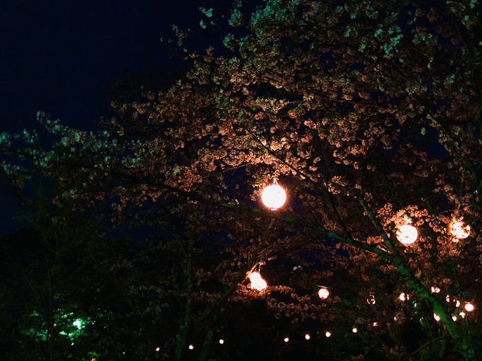 夜桜 高画質 のtwitterイラスト検索結果 古い順