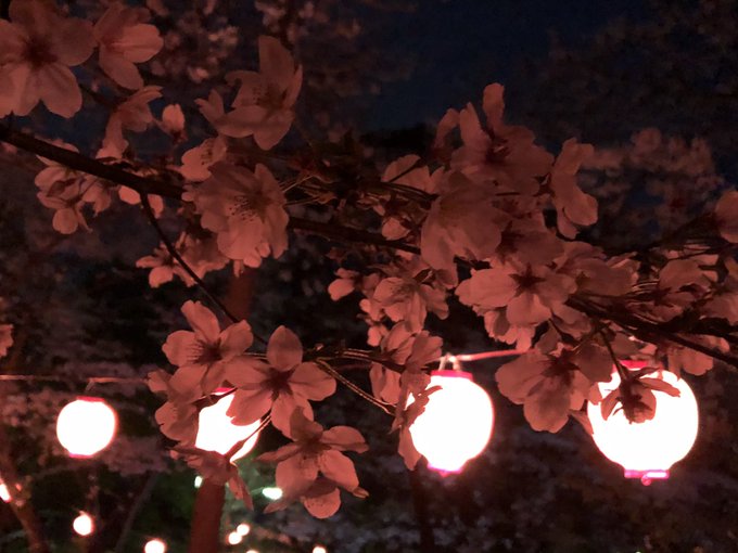夜桜 高画質 のtwitterイラスト検索結果 古い順