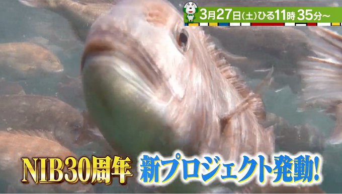 Nib長崎国際テレビ 公式 開局30周年 さん がハッシュタグ ひるじげドン をつけたツイート一覧 1 Whotwi グラフィカルtwitter分析