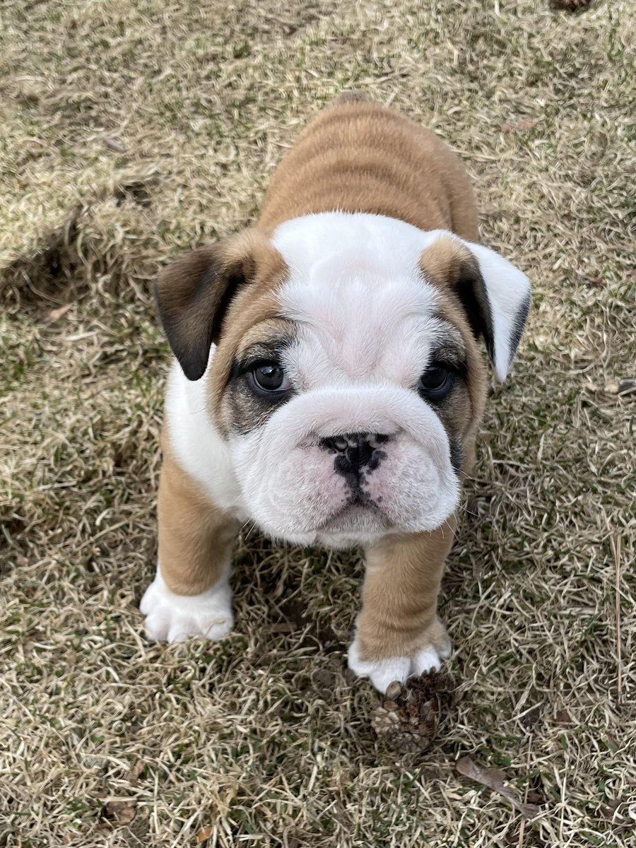 My neighbors dog had puppies and this guy waddled up to me...