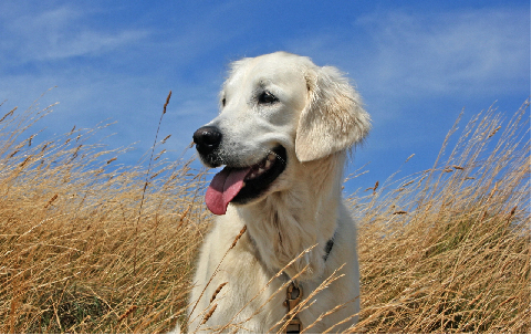 BallaGladstone's tweet photo. Photo of autumn！
#dog #cutedog #doglife #confidence #cute #pet #cutepet #funny https://t.co/o86PgYil9c