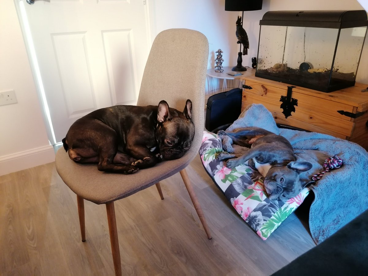 Lilo, Bruce and Jimbob are exhausted 😅 What a term it has been! Thank you to all my amazing students for sending in some fantastic work and my brilliant colleagues <a href="/MaestegSchool/">Maesteg School</a> for keeping me sane! Have a lovely, restful Easter break away from those screens! #FeelGoodFriday