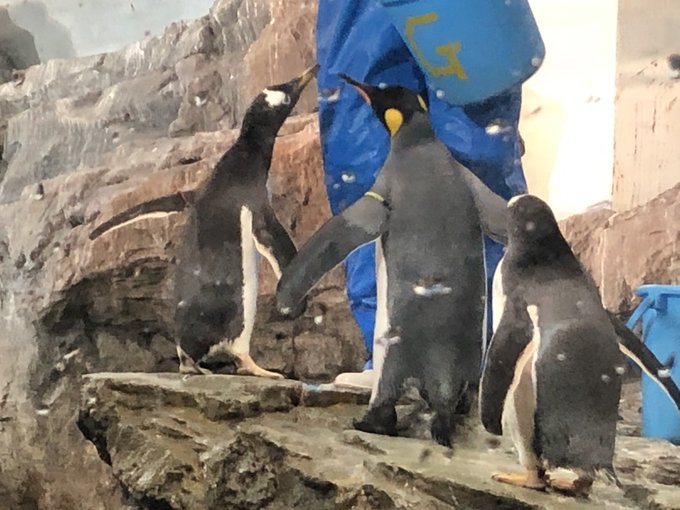 イワトビペンギンのtwitterイラスト検索結果
