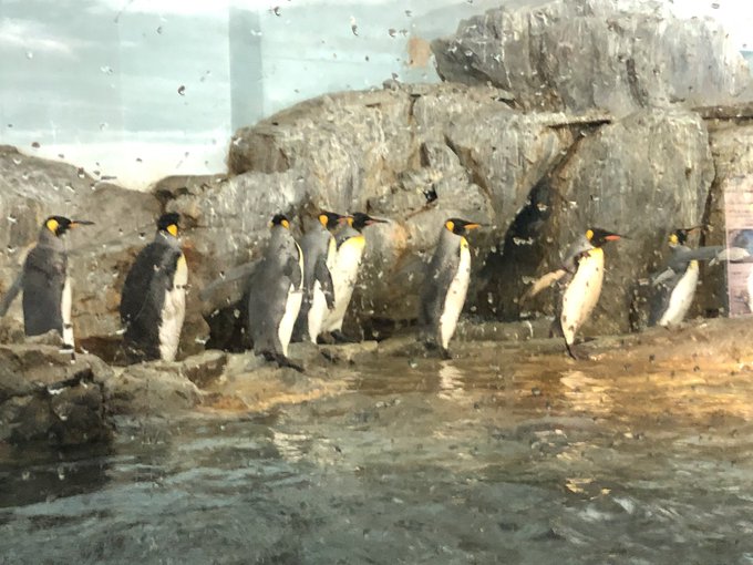 イワトビペンギンのtwitterイラスト検索結果