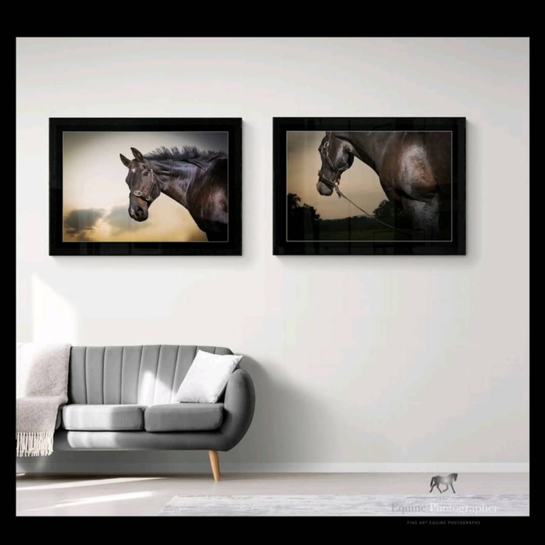 Filly .. in the house!
Filly ..

#equestrian #horses #horse #equestrianlife #horsesofinstagram #horseriding #equine  #showjumping #equestriansofinstagram  #instahorse  #horselover  #equestrianphotography  #horserider #horselife #horselovers 
#horsephoto #equinelife