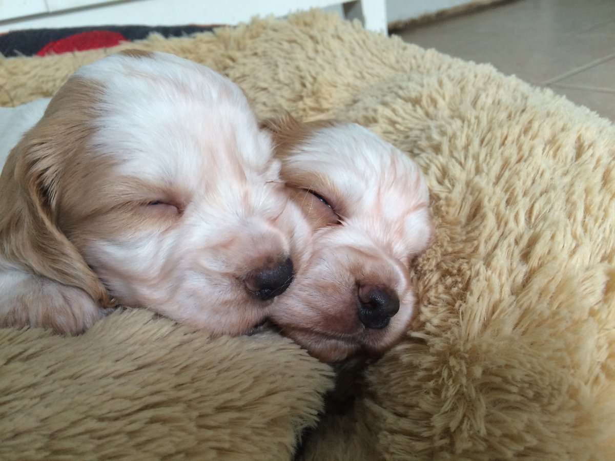 Canine Genetics Centre at University of Cambridge tweet media