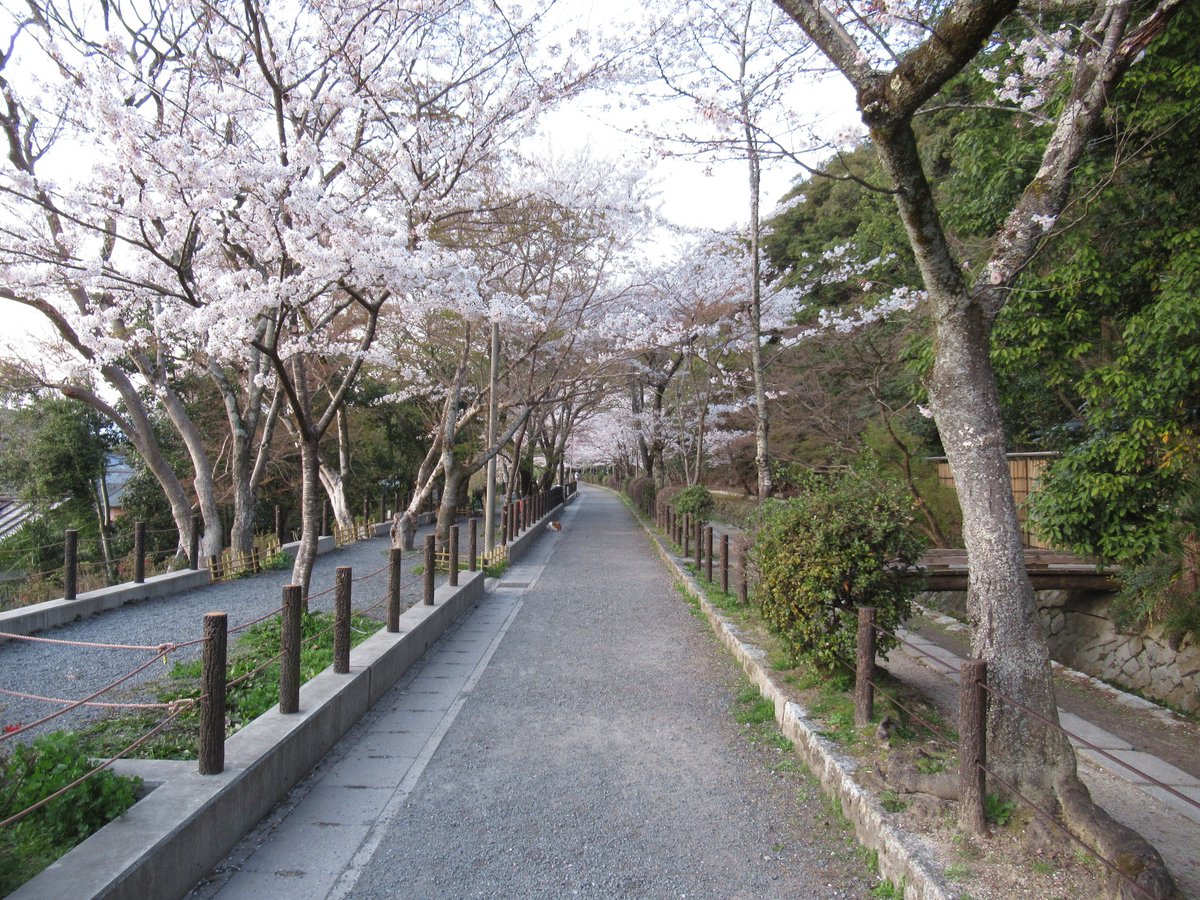 ikys 21年3月26日 京都 桜 哲学の道 No 25 京都 桜 哲学の道 ikys 21年3月26日 京都 桜 哲学の道 No 25 京都 桜 哲学の道