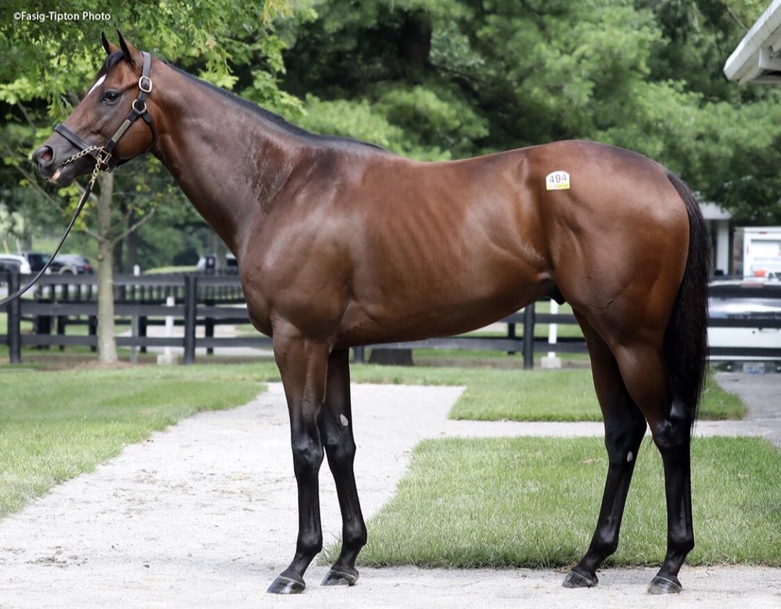 afranz8440's tweet photo. My ❤️ horse. Wishing owner David A Bernsen the best of luck with our @FasigTiptonCo HORA grad, Jalen Journey, in the G1 Dubai Golden Sheehan tomorrow! Trained by Steve Asmussen & ridden by @luissaezpty. He was a Randy Bradshaw yearling purchase! #FourStarGrad https://t.co/DXebyNfV3O