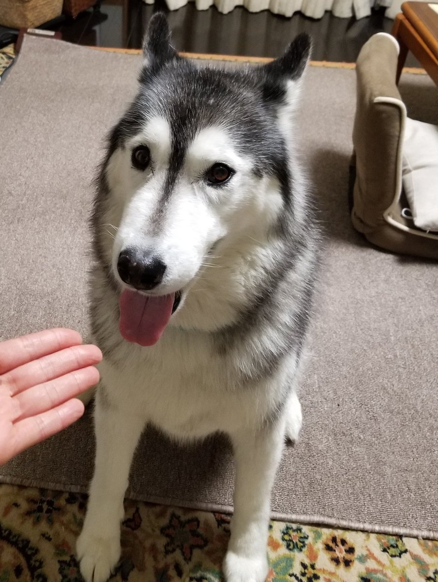 くろろ ずっとイカ耳してる 今日のシベリアンハスキー