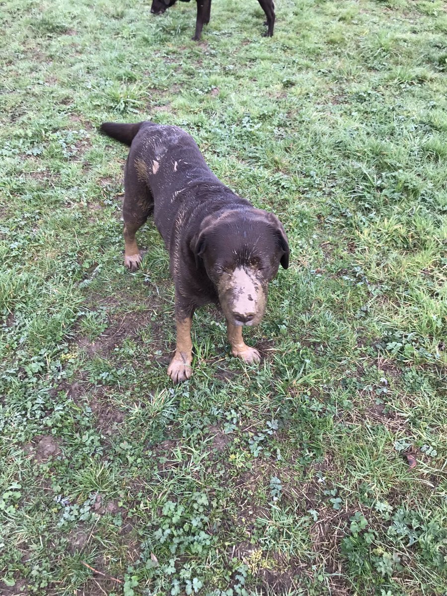 NicolaPink2's tweet photo. Well, the oldest, should know better, of the gang fancied a clay beauty treatment this morning, now Iโm not so sure that #browndogsrule https://t.co/9tLx9buiso
