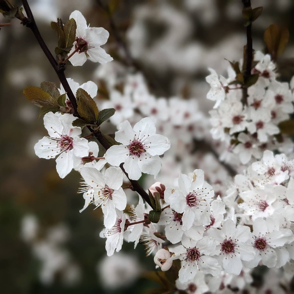jibberjabberuk's tweet photo. Blossom everywhere at the moment.
#blossom #blossomwatch #blossomtree #blossoms #blossomseason #blossom🌸 #blossomlove #blackthorn #blackthornblossom #blackthornflowers #wildblossom #promiseofspring #allnatureshots #natureinstinct #naturephotography … https://t.co/FBLzt2EEz6 https://t.co/F03bKRN5Th