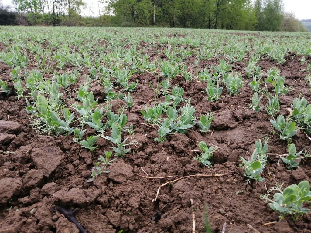 AgropolskaPL's tweet photo. Nie zwlekaj ze strączkowymi
🟢https://t.co/TBCYzkU5Et #uprawa #groch #łubin #bobik #rolnictwo https://t.co/ZU0qQLH7Nz