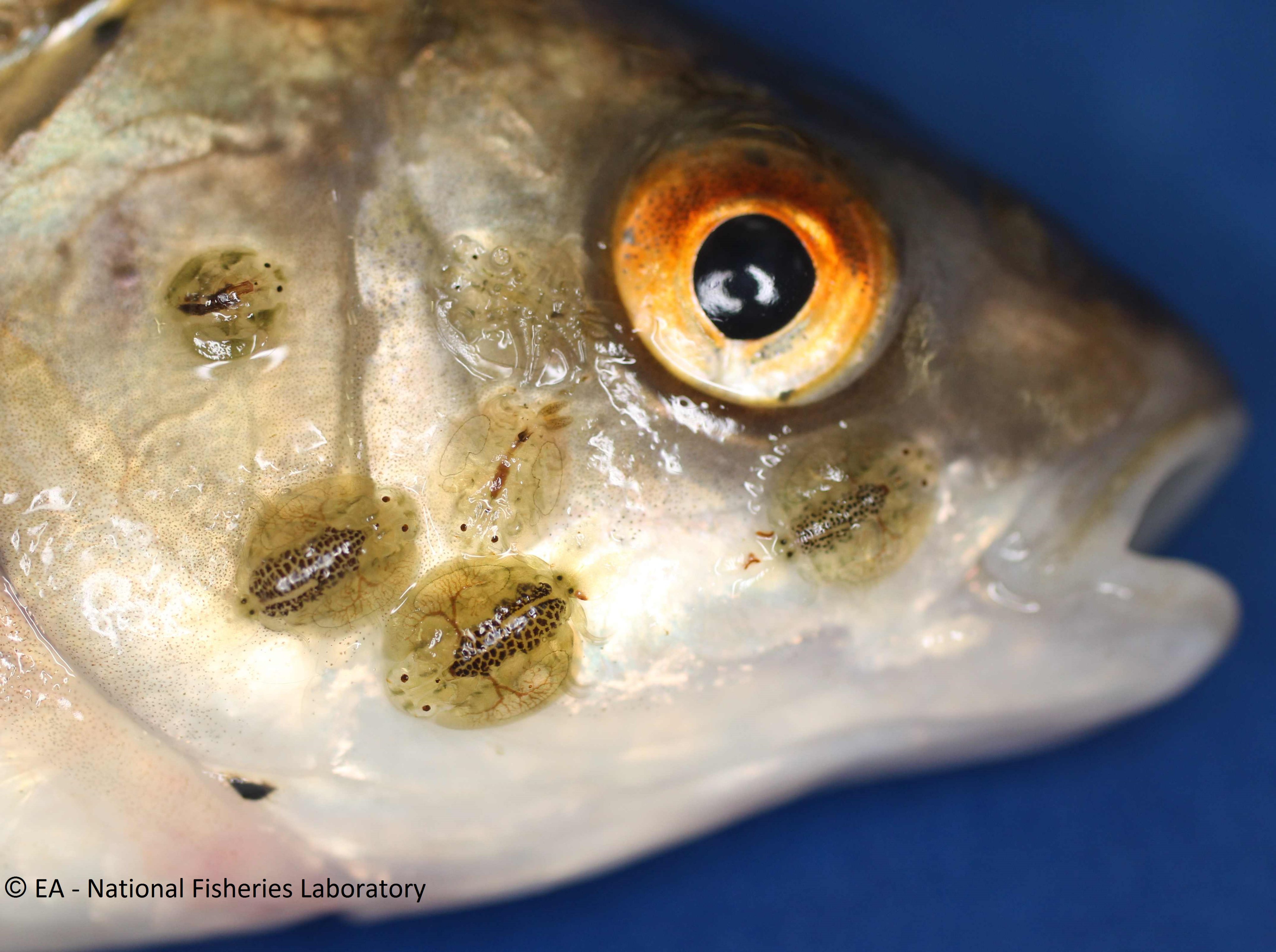 EnvAgencyAnglia on X: "Argulus are often described as jelly-like, and are  approximately 0.5-1.0cm in diameter. They attach firmly to the skin and  fins of the fish with a pair of characteristic round