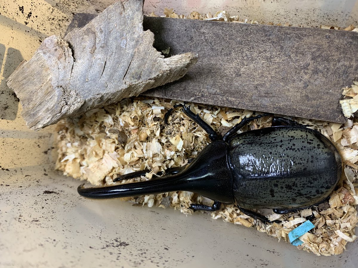 ヘラクレスリッキーブルー