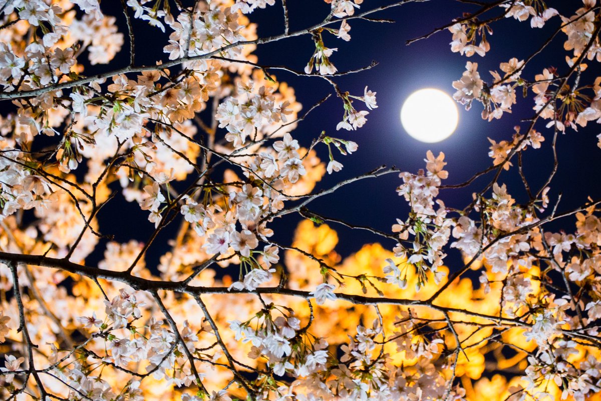 nag0516's tweet photo. 夜桜越しのお月さま。#牛久シャトー #夜桜 #ガーデンバーベキュー https://t.co/J83pCwY0CW