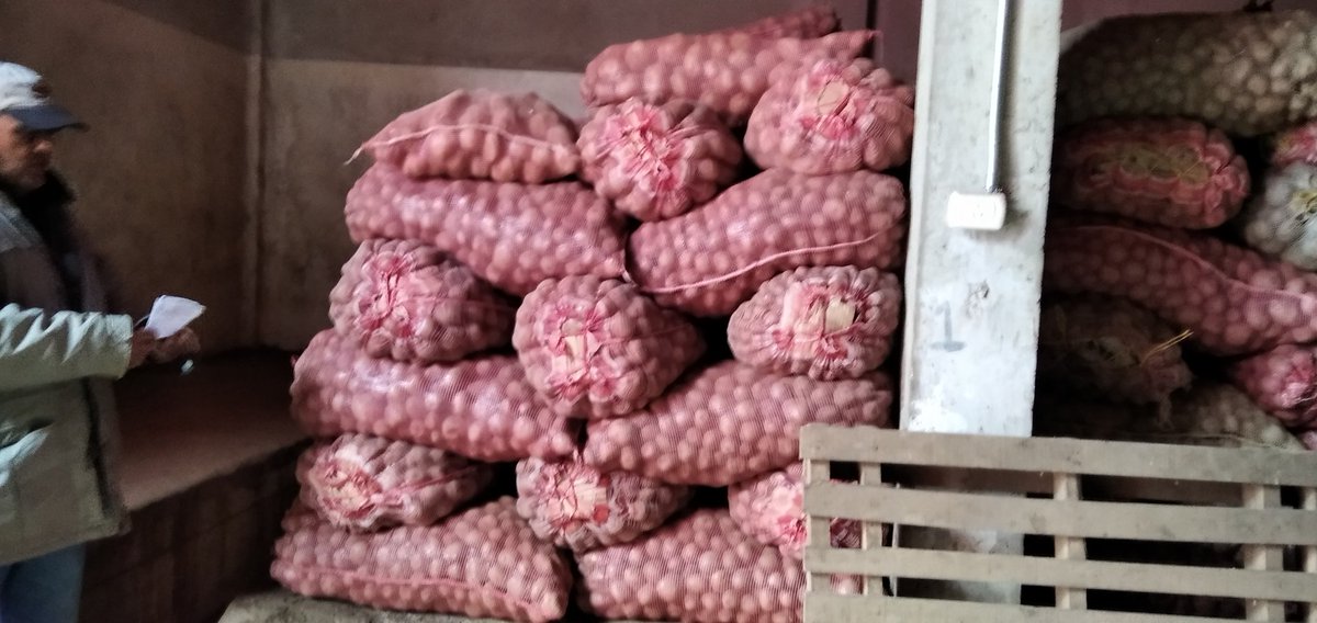 BoliviaMora's tweet photo. En venta semilla de papa granola https://t.co/kmScAKu86V