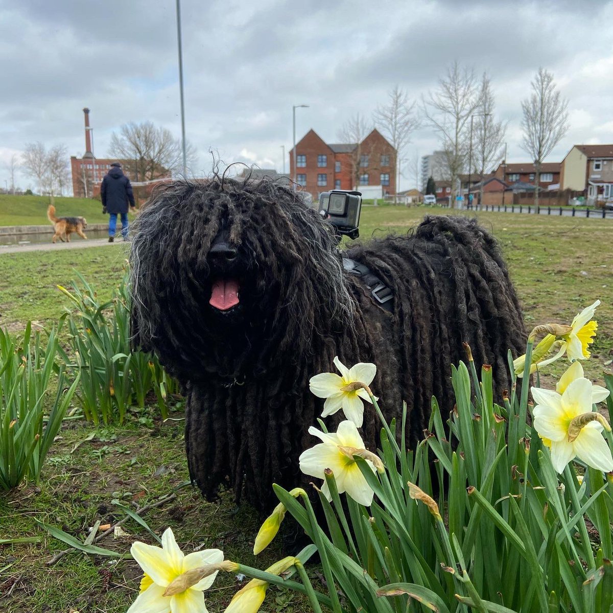 ZebPuliZeb's tweet photo. We’re #Magyar
This is #Manchester
and it’s persisting down. Does 2 photos of us dafties in the daffys brighten your day?
Day 368 of #SocialDistancingMops
🐾❤️🐾
📷 by @quorduroy
#HungarianPuli #PuliDogs #Dreads #MopDog #dogwithdreads #MopsOfManchester #daffodils https://t.co/il70MKCPeG