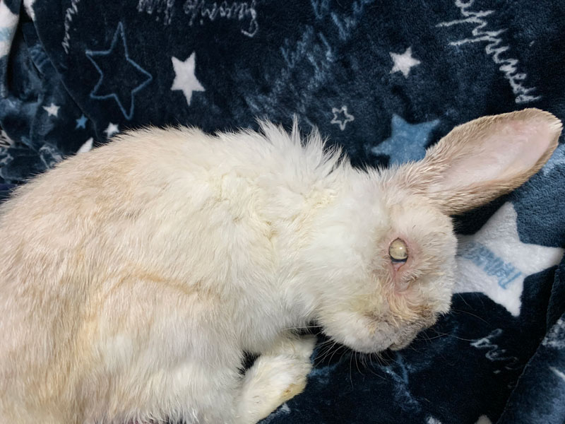 うさぎ専門店ココロのおうち ご長寿うさぎさん ハルくん 12歳 無事に12歳を迎え 今回で3回目の投稿です 斜頸が悪化して一時は寝たきりになりましたが また起き上がれるようになりました どんな状況でも生きるのに一生懸命な姿に元気を貰っています