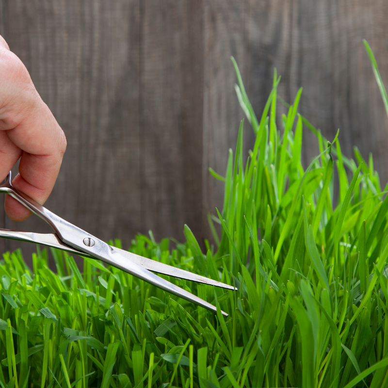 Happiness is … relentless in the pursuit of manicuring the perfect lawn. 
#TGIF