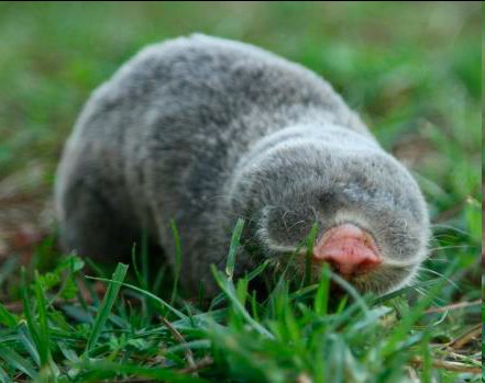 The blind mole-rat is an animal striking in terms of its longevity, healthspan, #CancerResistance. A team of <a href="/CEITEC_Brno/">CEITEC</a> <a href="/muni_cz/">Masarykova univerzita</a> scientists &amp; their Russian &amp; Israeli colleagues revealed an unexpected organization of his #AdaptiveImmunity.@nresearchnews
👉bit.ly/CEITEC_SpalaxG…
