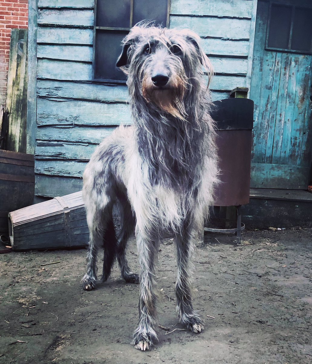 DeerhoundRhodry's tweet photo. Me on set for The Irregulars at the fantastic @Wentworth_House . We had a brilliant time 😊🐾
#theirregulars #TheIrregularsNetflix https://t.co/zratef0qaH