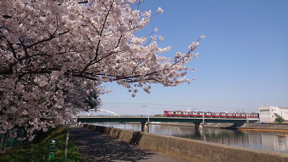 miyatuch's tweet photo. 桜・ほぼ満開🌸 https://t.co/4ycGdt9M9E