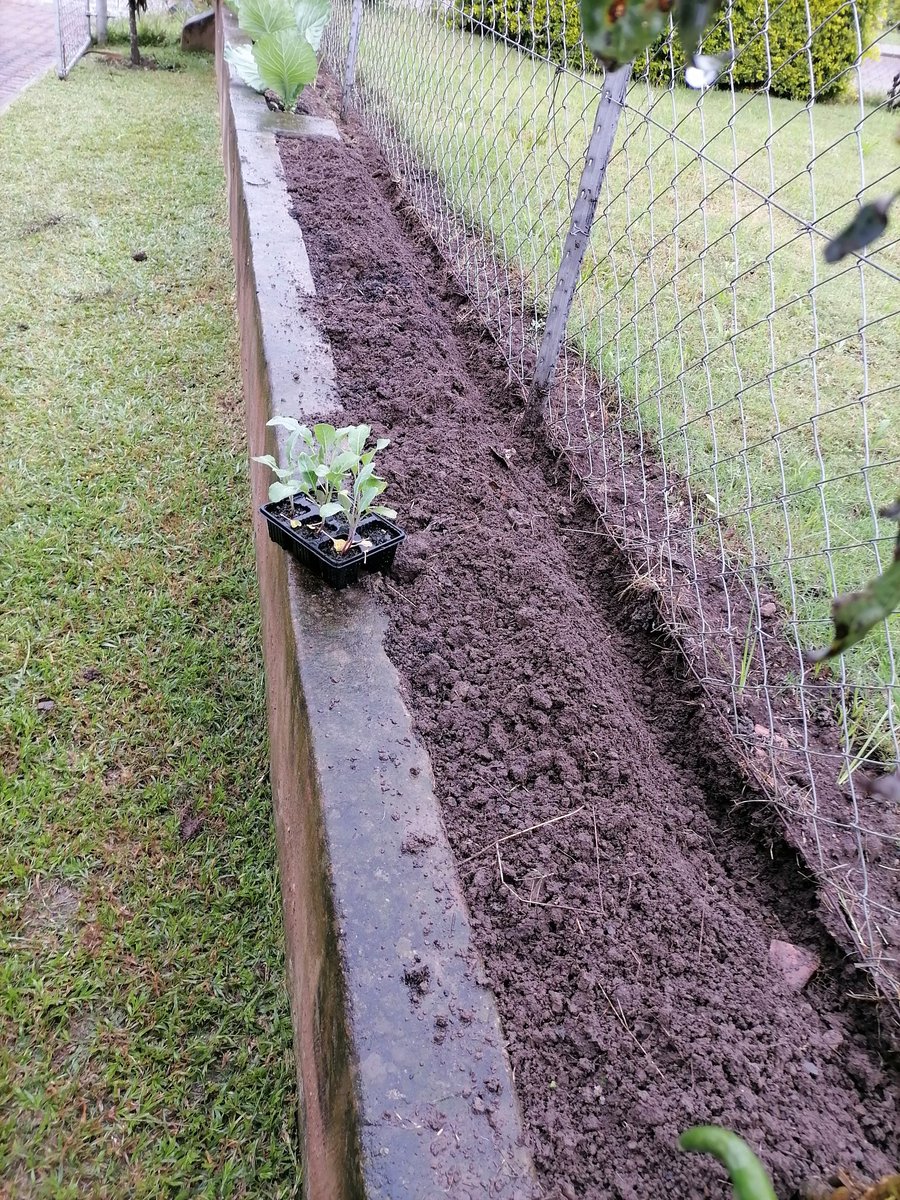 scsithole's tweet photo. A day after a rainy night.
We head to the garden and make contact with the soil😊.
Picked up nice Brocolli seedlings from my mini nursery🌱

If each home could have a food garden, no person would go to sleep hungry. 

#gardening
#1home1garden https://t.co/5ncm2yqzl9