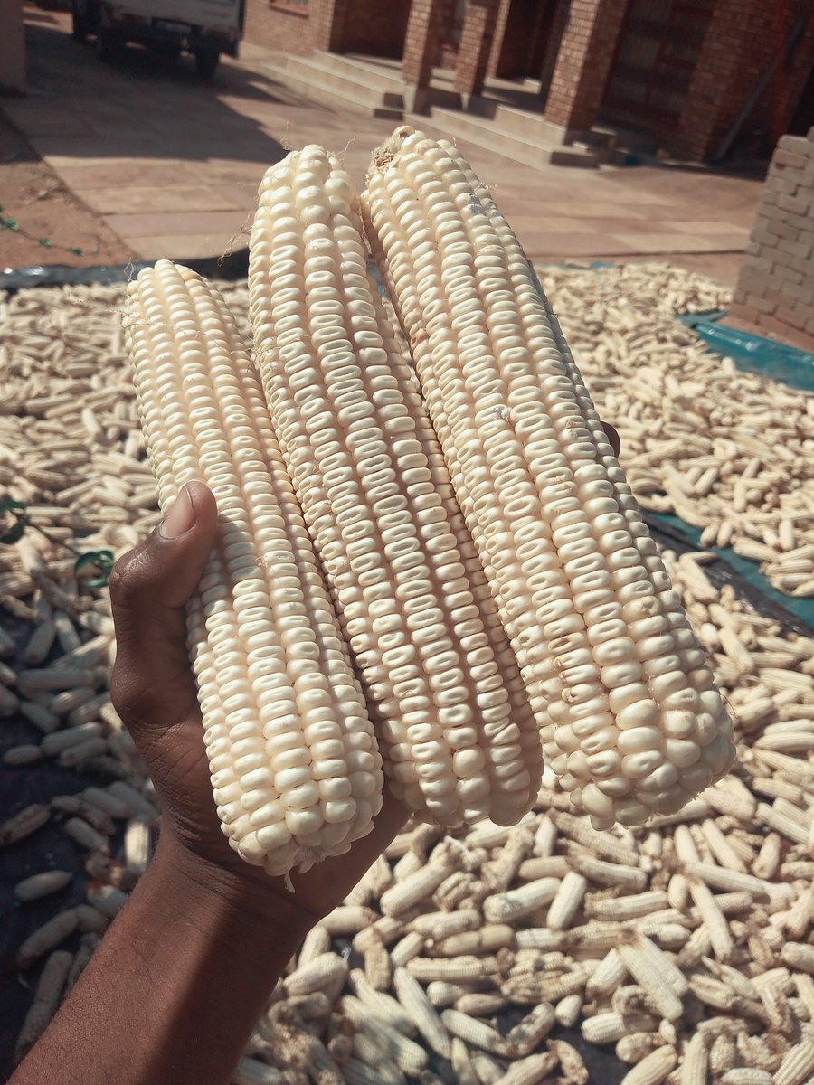 FarmingMaize's tweet photo. https://t.co/gDpgd6tOwG