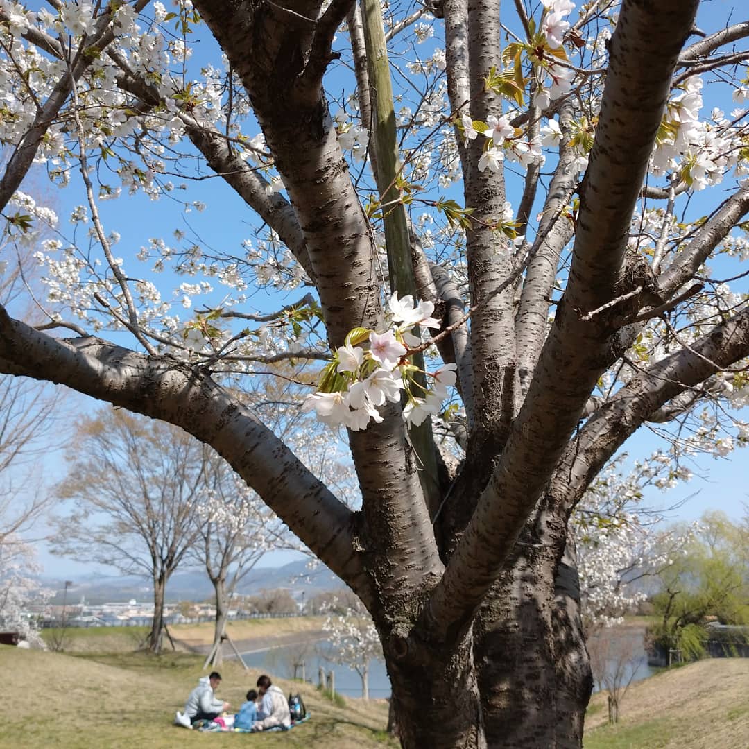 京田辺市観光協会 Kyotanabekankou Twitter